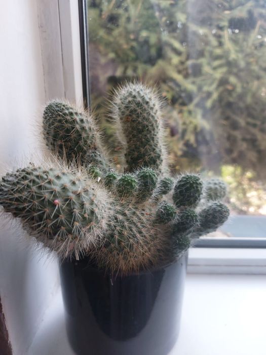 Продам цветок  Кактус