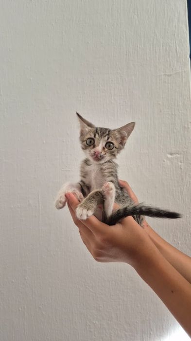 Марғаулар беремін