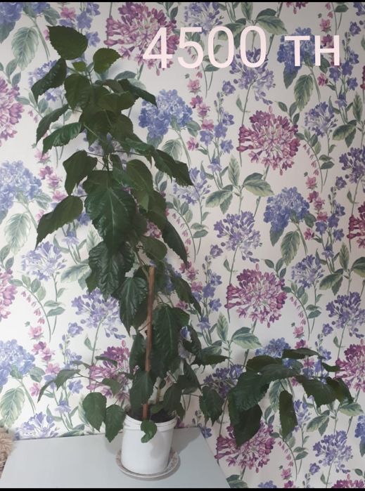 Продам домашние цветы