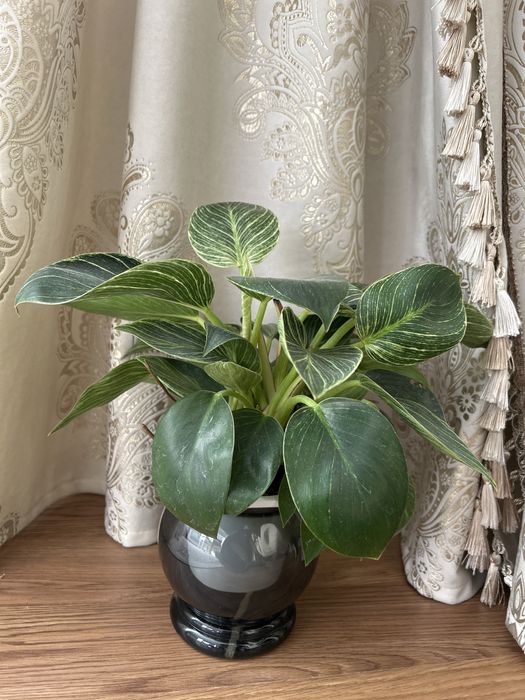 Продам Филодендрон Биркин