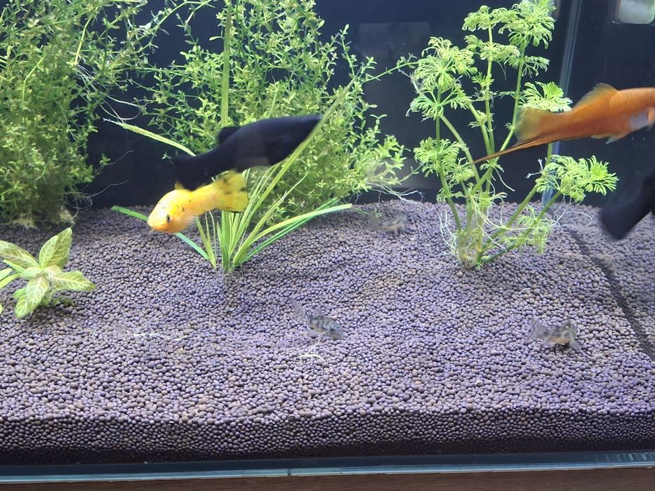 Моллинезии 4шт 3000тг