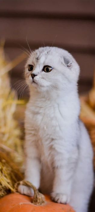Мушукчалар. Котята мимишки