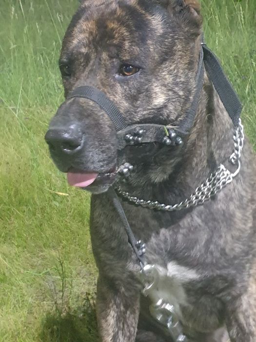 Вязка собак,у нас кобель.