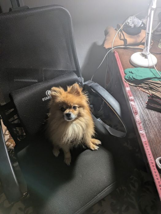 Шпиц ищет невесту, вязка.