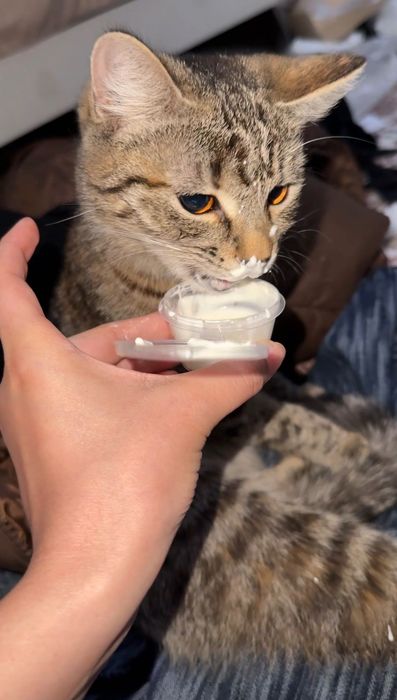 Отдам кошку в хорошие руки