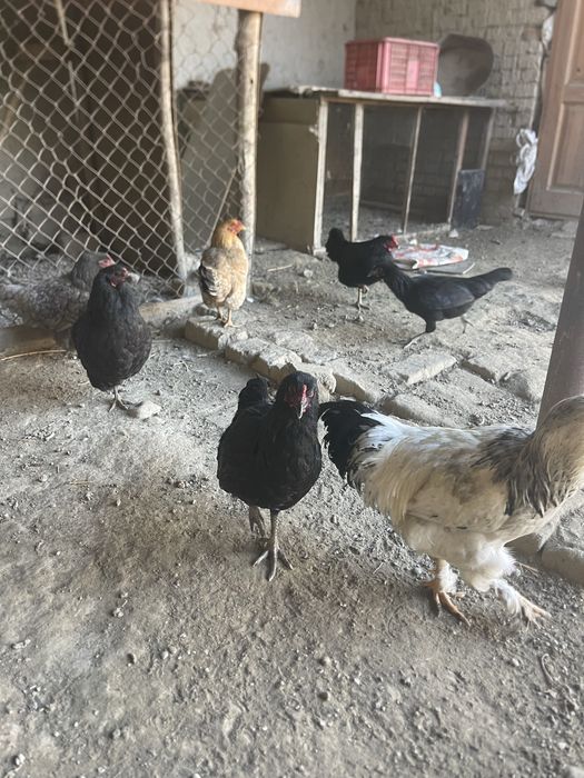 Tovuq va xuroz zotli