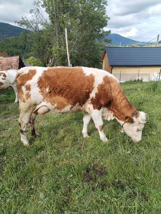 Vând juninca la prima fătare!