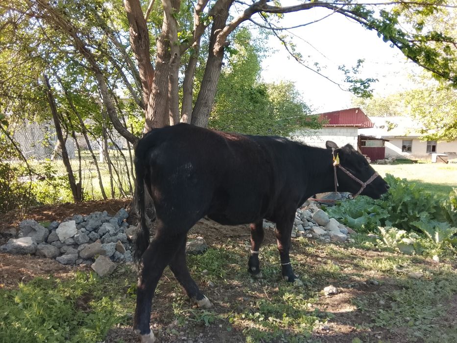 Тана сатылады ұргашы