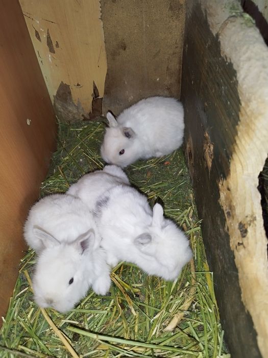 Кролики декоративные