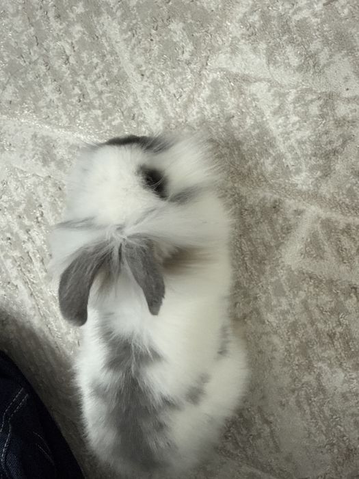 Кролик карлкиовый