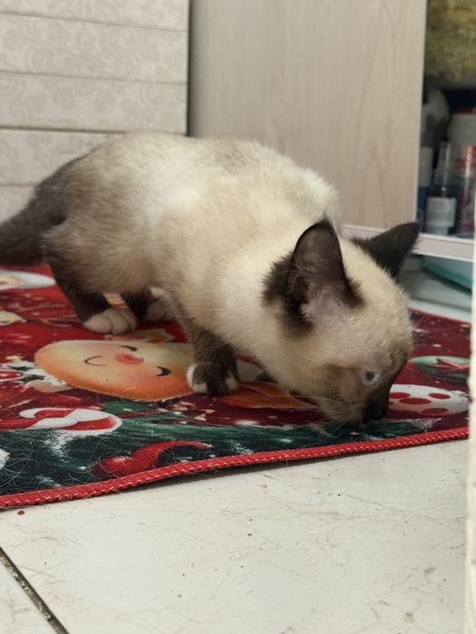 Тайский котенок в добрые руки