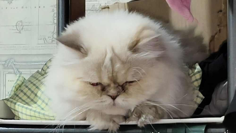 Чистокровные шотландские кошки.