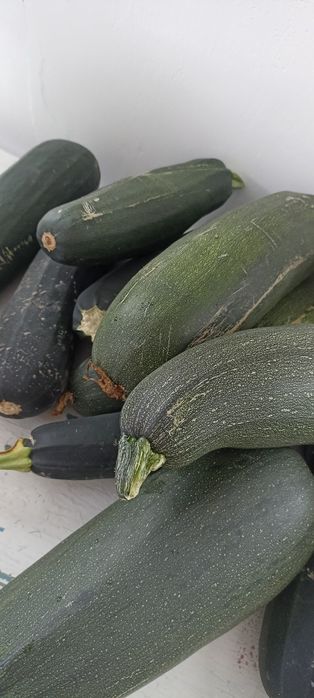 Кабачки домашние, очень вкусные, сочные