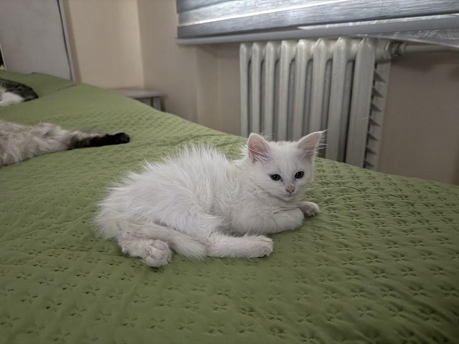 Продаю домашнюю котёнка