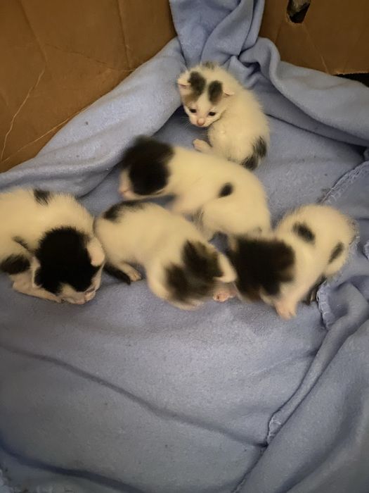 Подарявам малки котета.