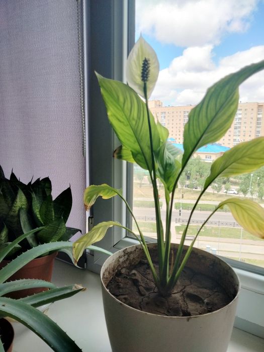 Цветы комнатные разные