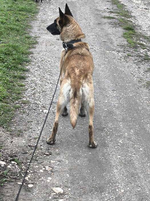 Белгиска овчарка.