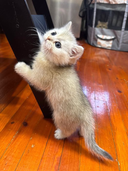 Продается серебренная шиншилла.