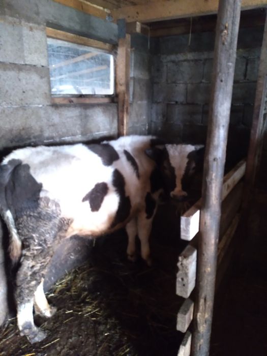 Vind vițel de un an sau schimb cu doi mai mici plus diferența