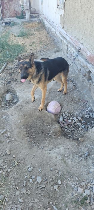 Apcharka nemetiski toza yoshi 1 yoshar o'rgatilgan