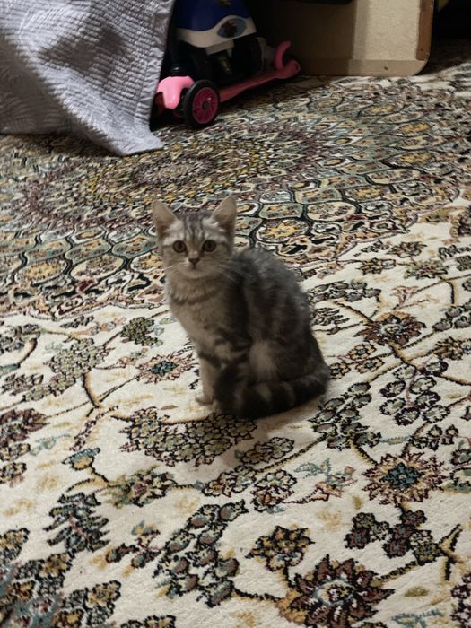 Nasoslar bilan porno qidiring