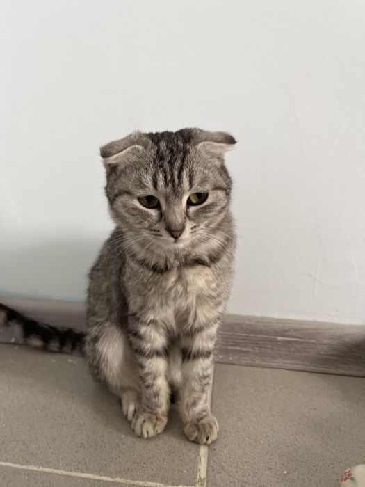 Атасының немересімен жыныстық қатынасқа түскенін қараңыз