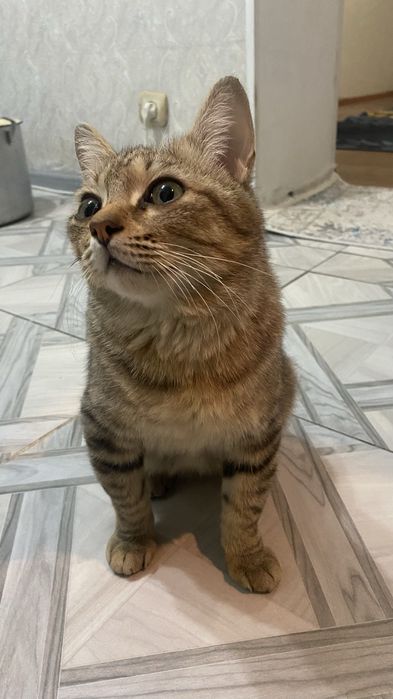 В хорошие руки кот