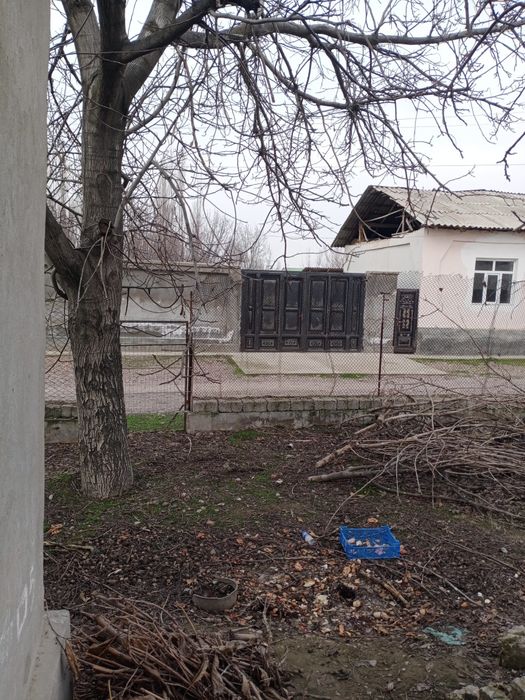 Yong'oq daraxti sotiladi