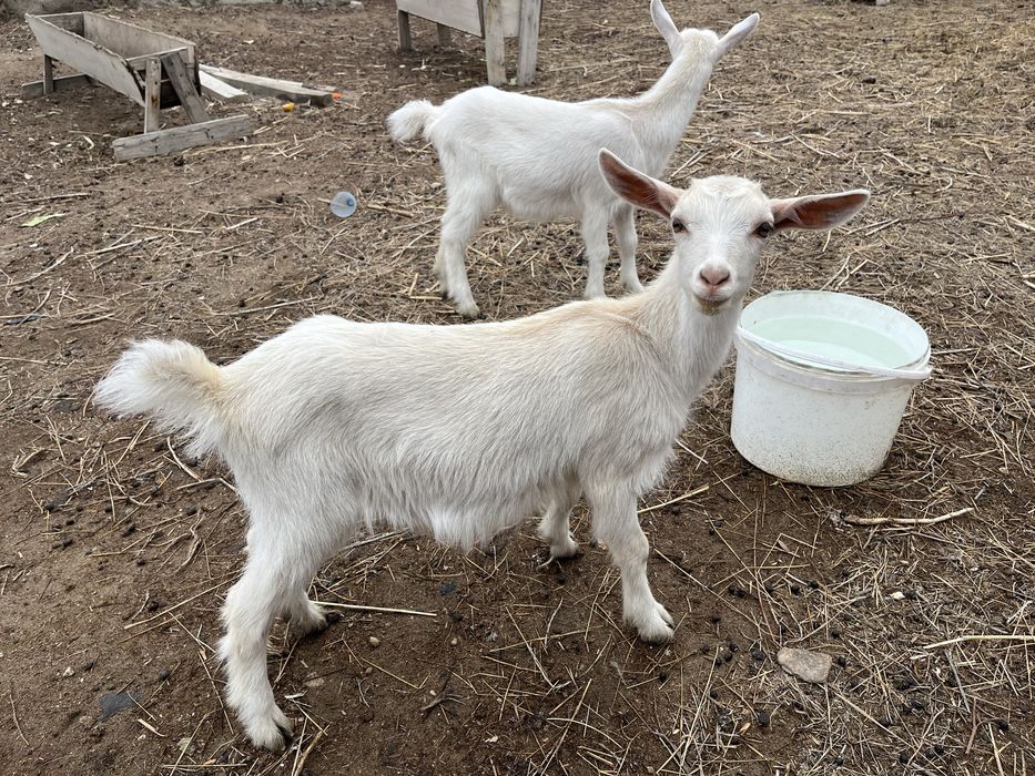 Ешки лак ургашы ешки