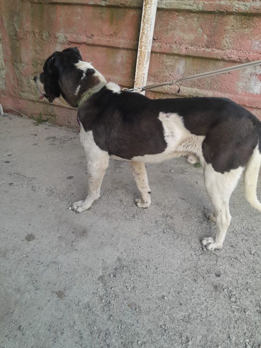 Среднеазиатская овчарка