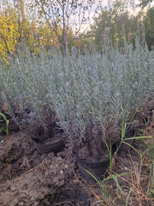 Vindem lavanda la ghiveci