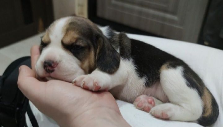 Очаровательные щенки бигля