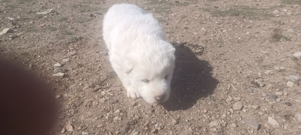 Продаются щенки алабай