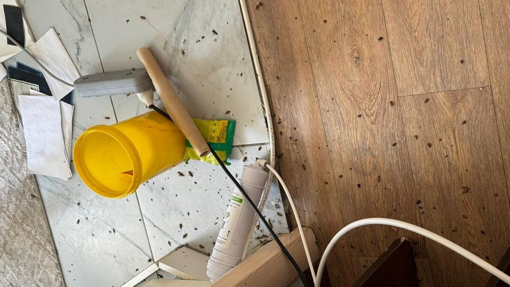 Обработка общежитии от насекомых