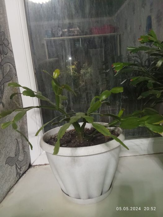 Домашний цветы, маленки