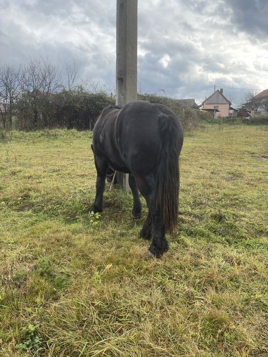 Vand manz foarte frumos