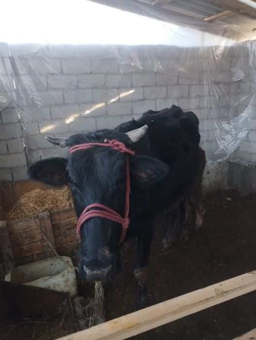 ona bola sigir sotiladi