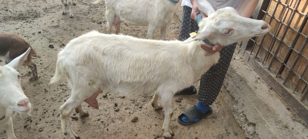 Продается зааненская козы