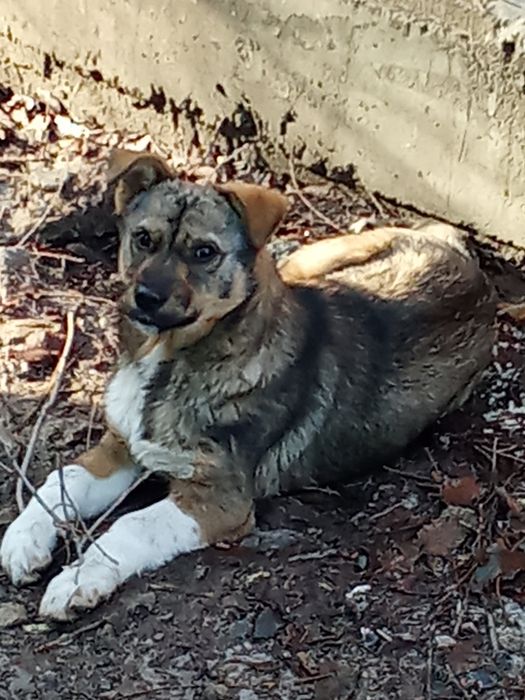 Отдам в хорошие руки