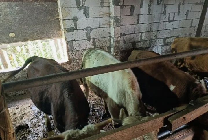 Продам бычков 25 голов