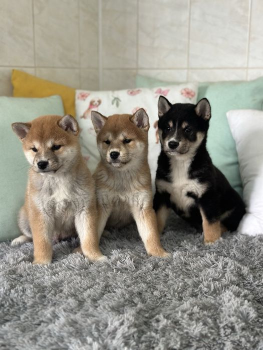 Шиба Ину / Shiba Inu