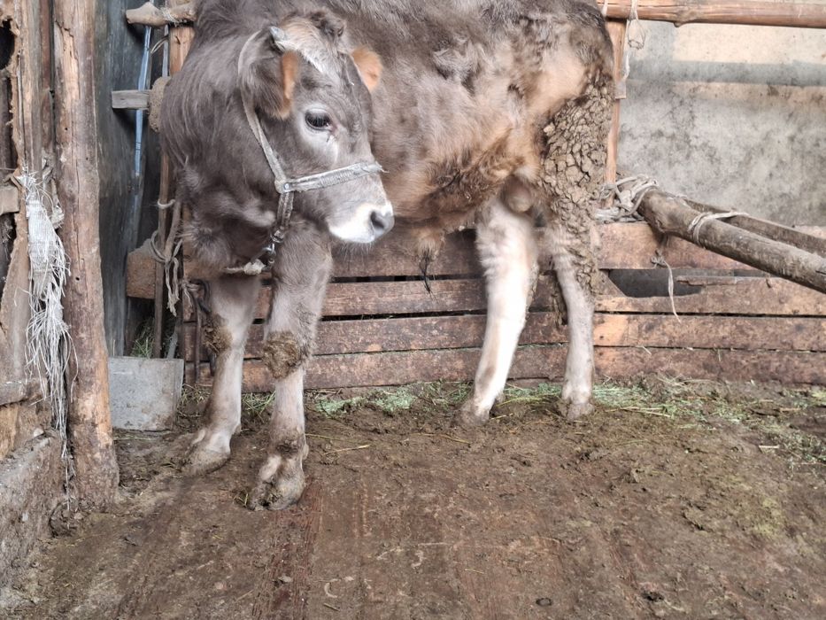 1 жасар бука 1летний бык