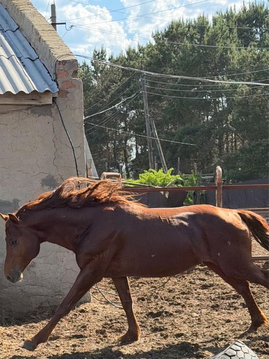 Продам Жеребца Кустанайской породы