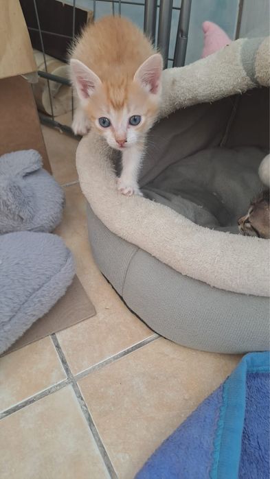 Отдам даром катят в хорошие руки.