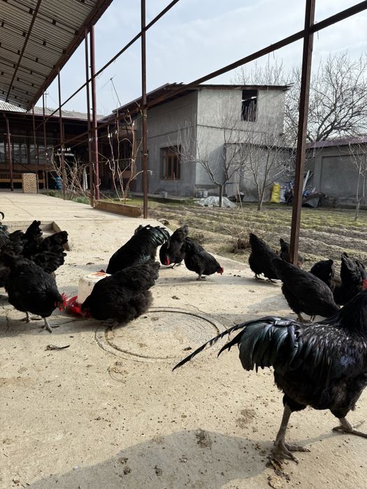 Brama tovuq tuxumlari