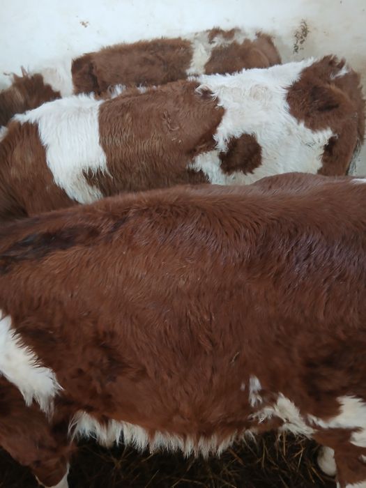 Taurasi baltati intarcati