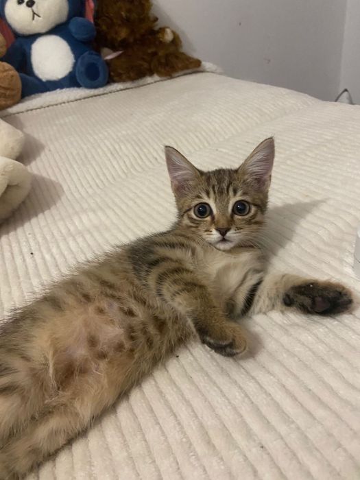 Отдам котенка в добрые руки