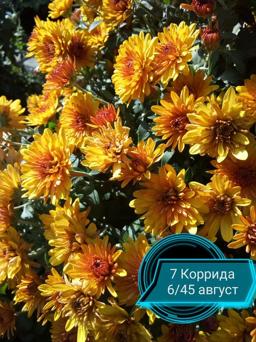 Многолетние цветы неприхотливые.