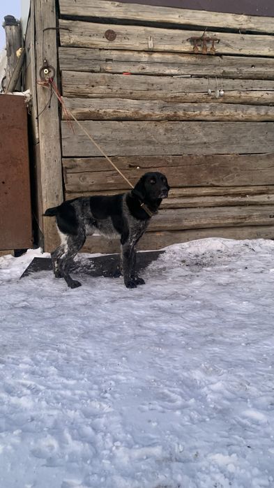 Продам помеся поинтера с курцхааром