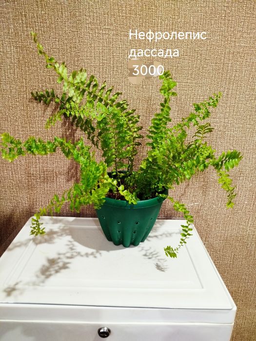 Комнатные  цветы
